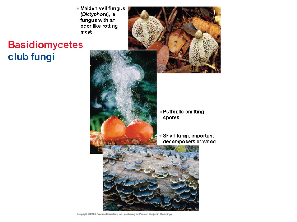 Basidiomycetes club fungi Shelf fungi, important decomposers of wood Maiden veil fungus (Dictyphora), a